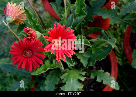 Gerbera jamesonii, Transvaal daisy, perenne erbe ornamentali con rosetta basale di foglie a lobi, irradiano le teste dei fiori a stelo fiorale Foto Stock