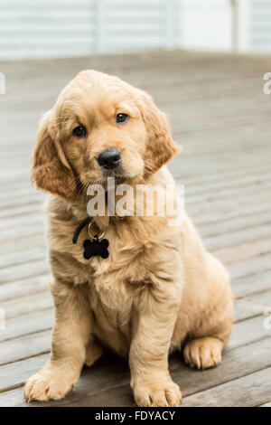 Dormire otto settimane vecchio Golden Retriever cucciolo "Beau' in Issaquah, Washington, Stati Uniti d'America Foto Stock