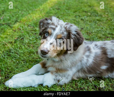 Di quattro mesi Red Merle pastore australiano cucciolo "Harvest Moon il Cimarron Rose' giacente nel prato erboso Foto Stock