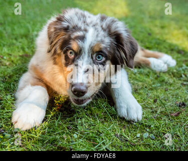 Di quattro mesi Red Merle pastore australiano cucciolo "Harvest Moon il Cimarron Rose' giacente nel prato erboso Foto Stock