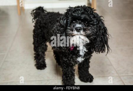 Barboncino Toy cucciolo "Abby' a Seattle, Washington, Stati Uniti d'America. Foto Stock