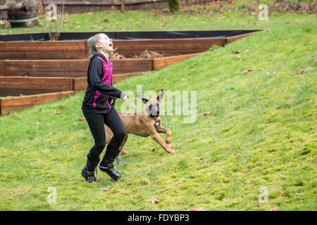 Quattro mesi Ridgeback rhodesiano cucciolo, Ted, a caccia di una ragazza di 10 anni fuori in Issaquah, Washington, Stati Uniti d'America Foto Stock