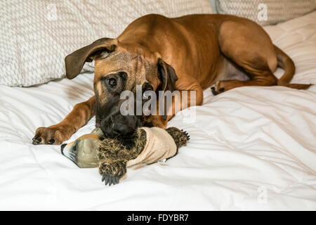 Quattro mesi Ridgeback rhodesiano cucciolo, Ted, disteso sul suo letto padronale in Issaquah, Washington, Stati Uniti d'America Foto Stock