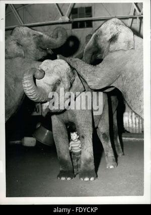 1962 - ella è solo due - ma lei treni real live elefanti. Yvonne Kruse con il Bertram Mills animali.: formazione animale è nel sangue di due anni di Yvonne Kruse noi figlia del famoso trainer - ora lavorando fino il suo atto presentato dalla sua moglie alla Bertram Mills Circus - ora in trimestri invernali a Ascot. Quasi su sace ha bee in grado di sedersi - alla vista di un elefante ha emozionato Yvonne. Gli elefanti stessi trattarla con grande rispetto. Il suo preferito è Kam - con il quale lei può fare quasi nulla. Purtroppo - a causa di normative - Yvonne può solo la pratica con l'anima Foto Stock