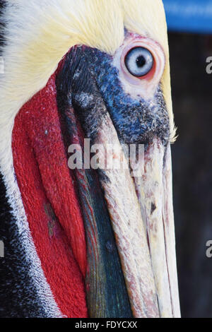 Close up di un pellicano marrone a Redondo Beach Pier a Los Angeles Foto Stock