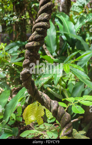 L'Ayahuasca vine, Banisteriopsis caapi, è una giungla tradizionale medicina che cresce in Amazzonia del Perù e spirali come DNA Foto Stock