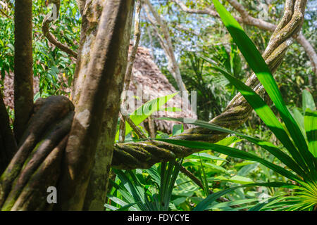 L'ayahuasca vine, Banisteriopsis caapi, è una giungla tradizionale medicina che cresce in amazzonia del Perù e spirali come dna Foto Stock