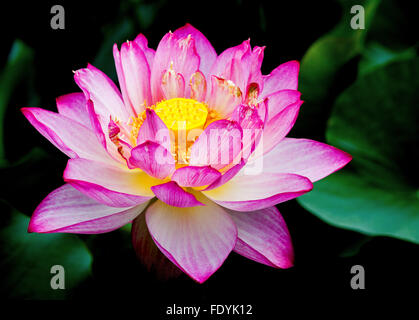 Il Nymphaeaceae sono acquatiche, erbe rhizomatous .i membri di questa famiglia sono comunemente chiamato water lilies Foto Stock