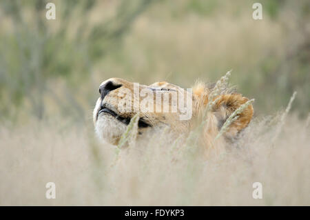 Leone maschio nascondendo in erba il Kgalagadi Parco transfrontaliero. Foto Stock