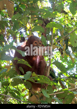 Baby orangutan orfani in una struttura ad albero Foto Stock