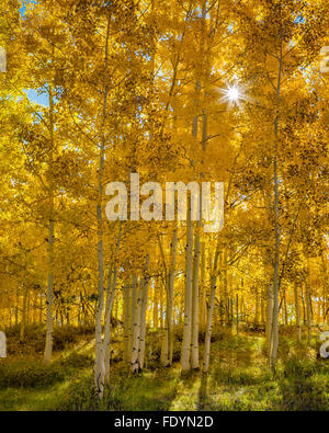 Boulder Mountain, Dixie National Forest, Utah: Sun proveniente attraverso le foglie d'oro di un Aspen Grove Foto Stock