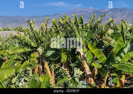 Piantagione di banane con le montagne sullo sfondo, Tenerife, Isole Canarie, Spagna Foto Stock