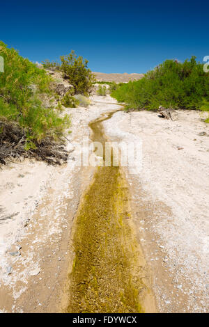 Deserto paesaggio lungo il fiume Amargosa sentiero vicino Tecopa, California Foto Stock