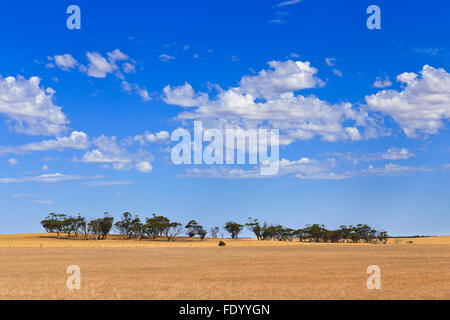 Infinite fattoria coltivati i campi di grano in Australia del Sud in una giornata di sole con gruppo distanti di alberi di eucalipto Foto Stock