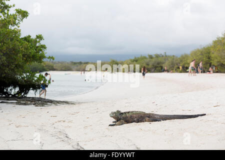 Iguana marina a prendere il sole sulla spiaggia, Tortuga Bay, Isola di Santa Cruz, Galapagos, Ecuador. Foto Stock