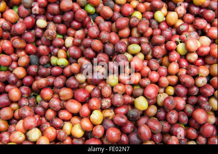 Senza guscio appena raccolto i chicchi di caffè pronto per essere essiccato. Uganda. Foto Stock
