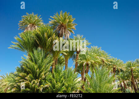 Data palme in Cina Ranch Data Farm, vicino Tecopa, California Foto Stock