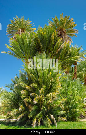 Data palme in Cina Ranch Data Farm, vicino Tecopa, California Foto Stock