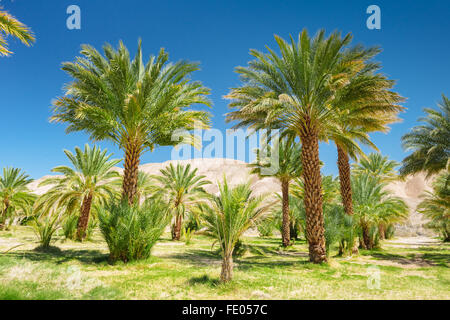 Data palme in Cina Ranch Data Farm, vicino Tecopa, California Foto Stock