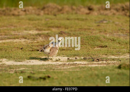 Grande pietra-curlew (Esacus recurvirostris) in ginocchio in terra, Bundala National Park, Sri Lanka, Marzo Foto Stock