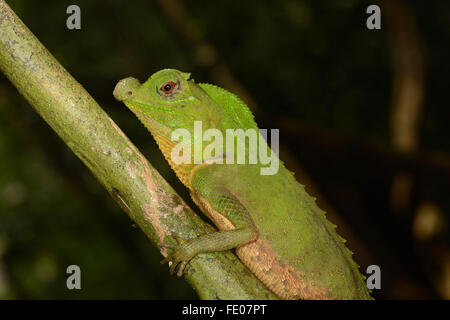 Gobba muso o gobba dal naso-Lizard (Lyriocephalus scutatus) ritratto, riserva forestale di Sinharaja, Sri Lanka, Marzo Foto Stock