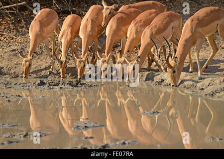Impala (Aepyceros melampus) uno maschio e diverse femmine di bere insieme a waterhole, Parco Nazionale di Mana Pools, Zimbabwe, nov. Foto Stock