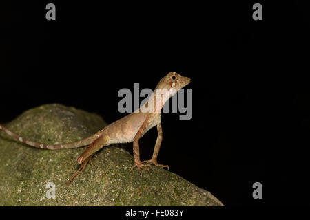 Il governo dello Sri Lanka Kangaroo Lizard (Otocryptis weigmanni) seduto sulla roccia, riserva forestale di Sinharaja, Sri Lanka, Marzo Foto Stock