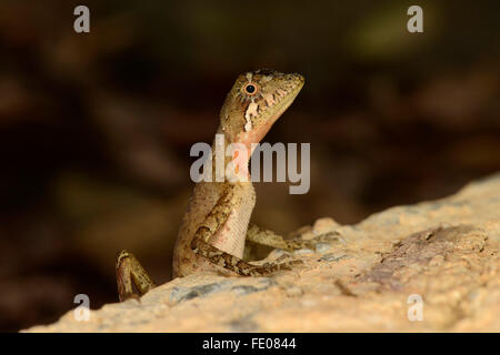 Il governo dello Sri Lanka Kangaroo Lizard (Otocryptis weigmanni) seduto sulla roccia, riserva forestale di Sinharaja, Sri Lanka, Marzo Foto Stock