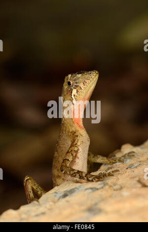 Il governo dello Sri Lanka Kangaroo Lizard (Otocryptis weigmanni) seduto sulla roccia, Sinharaja Forest Rserve, Sri Lanka, Marzo Foto Stock