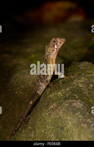 Il governo dello Sri Lanka Kangaroo Lizard (Otocryptis weigmanni) seduto sulla roccia, riserva forestale di Sinharaja, Sri Lanka, Marzo Foto Stock