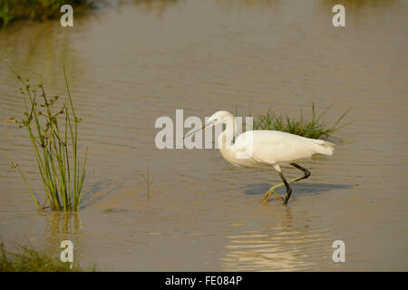 Garzetta (Egretta garzetta) passeggiate in acque poco profonde, Yala National Park, Sri Lanka, Marzo Foto Stock