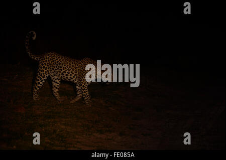 African Leopard (Panthera pardus) camminando nel buio, il tail rialzato, Parco Nazionale di Kafue, Zambia, Novembre Foto Stock