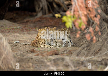 African Leopard (Panthera pardus) femmina adulta sdraiato con cub, Parco Nazionale di Kafue, Zambia, Novembre Foto Stock