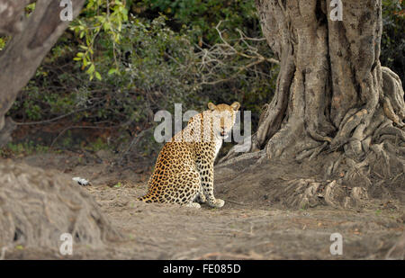 African Leopard (Panthera pardus) femmina adulta seduto nella radura, guardando indietro, Parco Nazionale di Kafue, Zambia, Novem Foto Stock