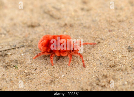 Velluto rosso acari o Bug di pioggia (Trombidiidae) Parco Nazionale di Kafue, Zambia, Novembre Foto Stock