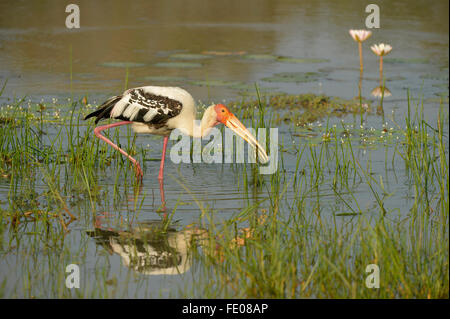 Dipinto di Stork (Mycteria leucocephala) alimentazione in acqua poco profonda, Yala National Park, Sri Lanka, Marzo Foto Stock