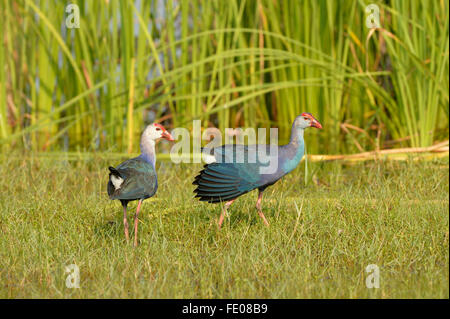 Purple Swamp Hen (Porphyrio poliocephalus) coppia camminando sul terreno erboso, Bundala National Park, Sri Lanka, Marzo Foto Stock