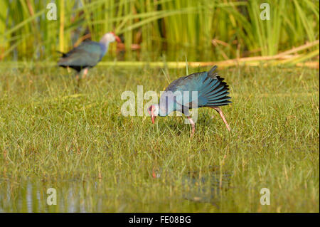 Purple Swamp Hen (Porphyrio poliocephalus) coppia camminando sul terreno erboso, Bundala National Park, Sri Lanka, Marzo Foto Stock