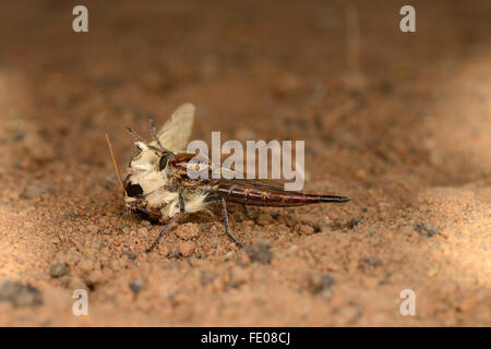 Robber Fly (Asilidae) uccidendo un hawkmoth, Parco Nazionale di Kafue, Zambia, Novembre Foto Stock