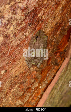 Il tubercolo arbusto (Rana Philautus cavirostris) appoggiato sul tronco di albero, riserva forestale di Sinharaja, Sri Lanka, Marzo Foto Stock