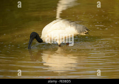 A testa nera (Ibis Threskiornis meloanocephalus) alla ricerca di cibo in acque profonde, Yala National Park, Sri Lanka, Marzo Foto Stock