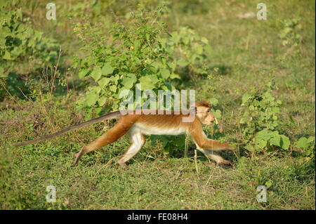 Comune di Toque Macaque (Macaca sinica sinica) lungo il terreno, Bundala National Park, Sri Lanka, Marzo Foto Stock