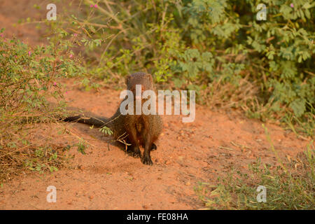 Ruddy Mongoose (Herpestes smithii) seduto sul terreno sabbioso, Yala National Park, Sri Lanka, Marzo Foto Stock
