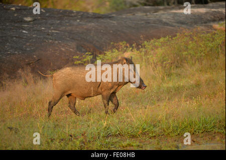 Il governo dello Sri Lanka il cinghiale (Sus scrofa) Yala National Park, Sri Lanka, Marzo Foto Stock