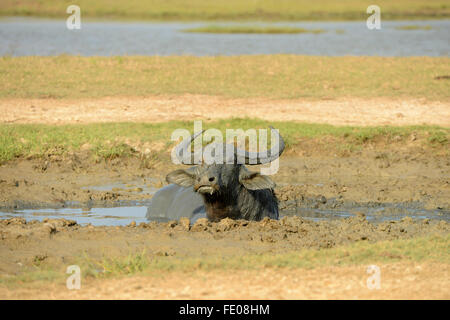 Asian Bufalo d'acqua (Bubalus bubalis) prendendo un bagno di fango, Yala National Park, Sri Lanka, Marzo Foto Stock
