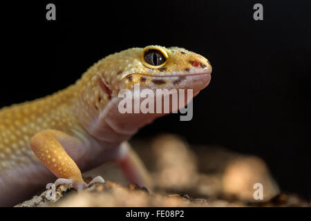 Dettaglio della testa un leopard gecko, Eublepharis macularius Foto Stock