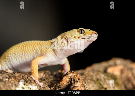 Vista frontale di un leopard gecko, Eublepharis macularius, su un tronco di albero contro uno sfondo scuro Foto Stock