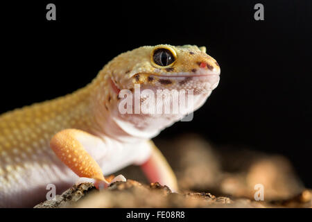 Primo piano frontale schematica di un leopard gecko, Eublepharis macularius Foto Stock