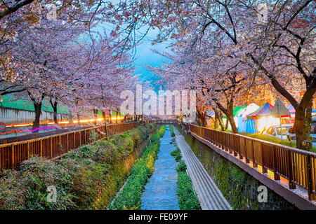 Fiori di Ciliegio sakura al tramonto, città di Busan in Corea del Sud Foto Stock