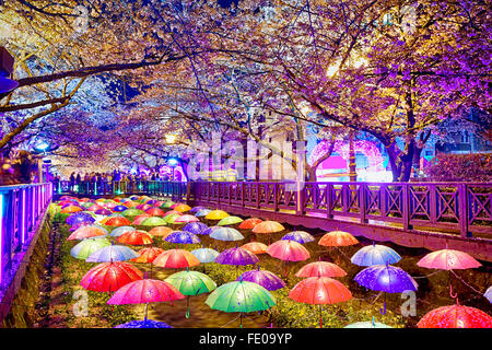 Fiori di Ciliegio sakura durante la notte, la città di Busan in Corea del Sud Foto Stock